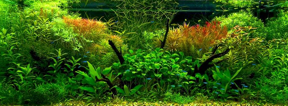 Каталог аквариумных растений