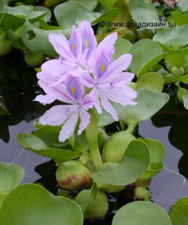 Эйхорния – водный гиацинт (Eichornia crassipes)