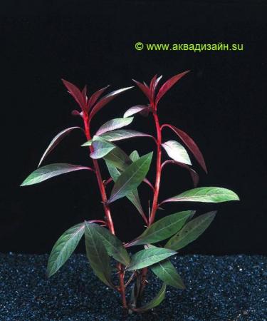 Людвигия перуанская (Ludwigia peruensis)