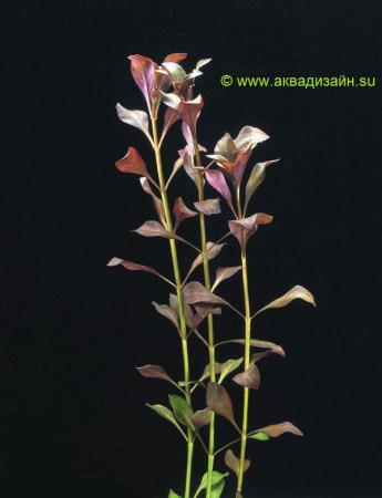Людвигия палюстрис (Ludwigia palustris)