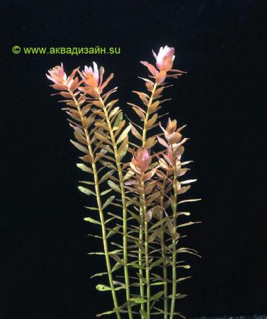 Ротала индика (Rotala indica/ rotundifolia)