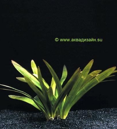 Японика или стрелолист (Saggitaria platyphylla)