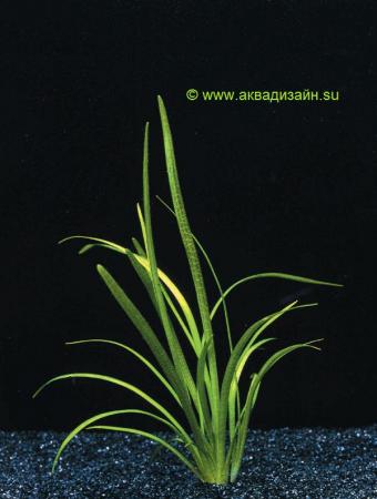 Саггитария субулата (Saggitaria subulata)