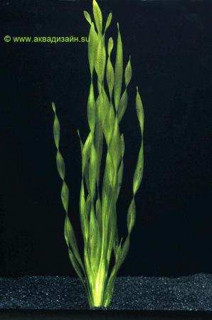 Валлиснерия спиральная (Vallisneria asiatica)